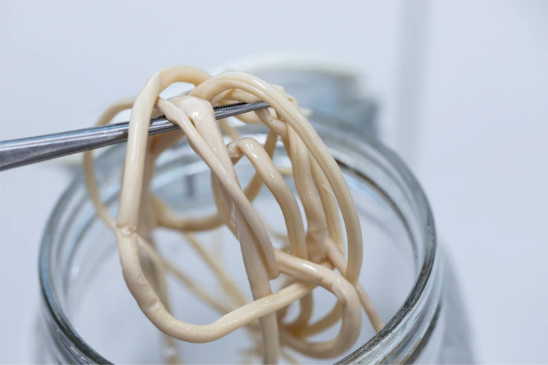 Tanpa penanganan lanjutan, infeksi cacing gelang 'Ascaris lumbricoides' picu komplikasi penyakit yang bisa menyebabkan kematian.