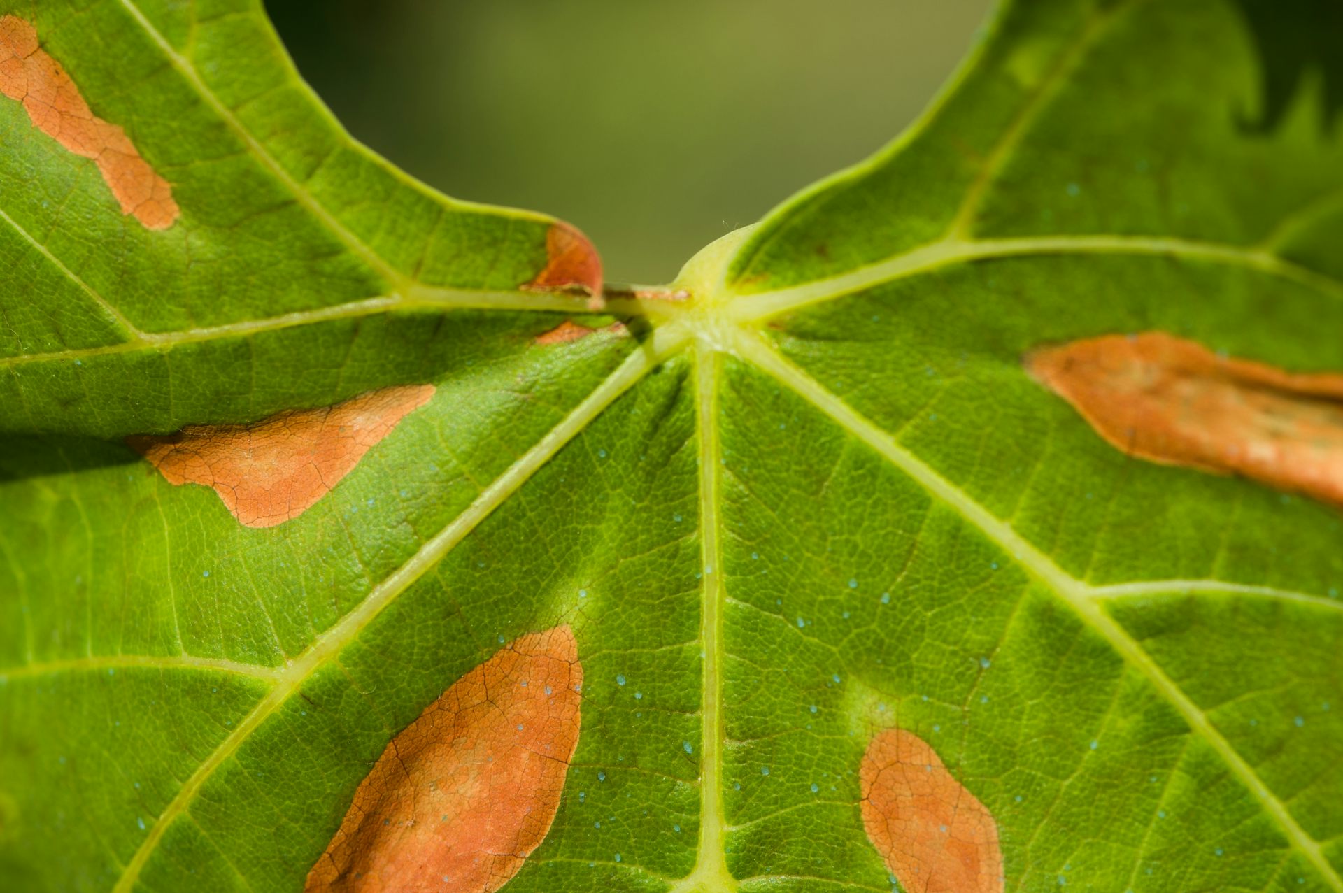 Detalle de una hoja con manchas anaranjadas.