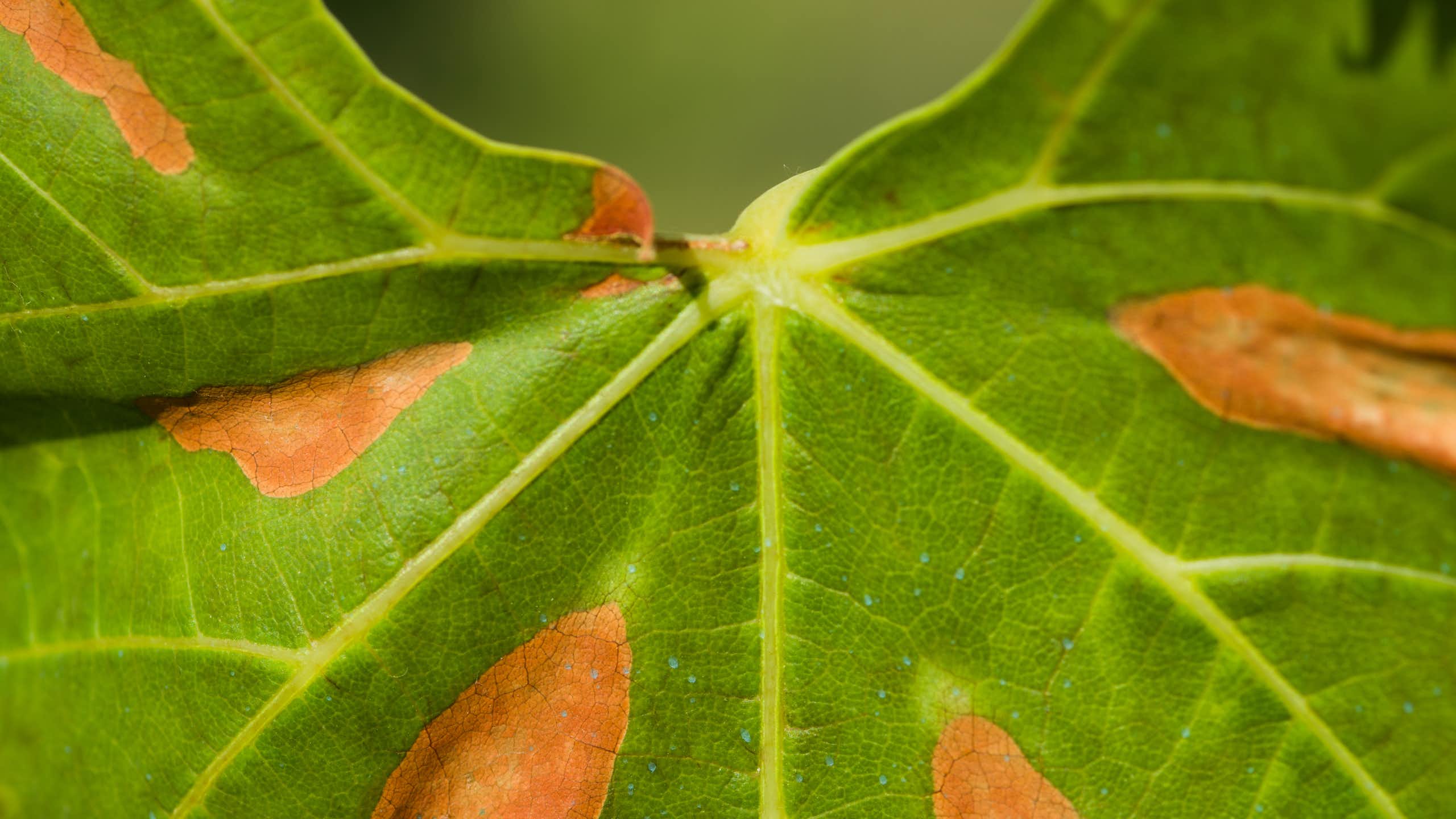 Detalle de una hoja con manchas anaranjadas.