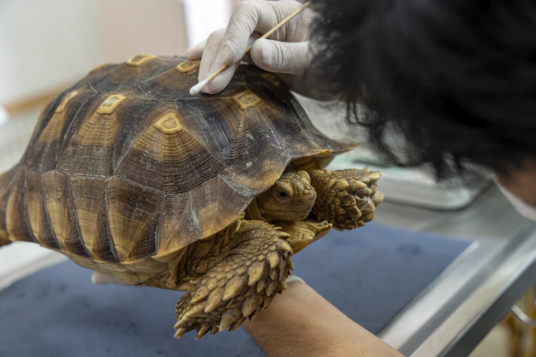 Close-up of a clinician holding a tortoise with one hand and swabbing its shell with the other