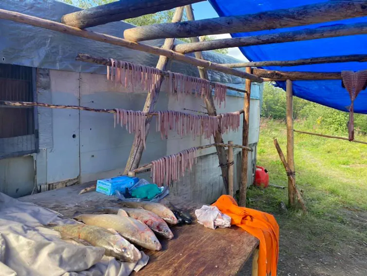 A table with some whole caught fish and some meats hanging on a wooden rack.
