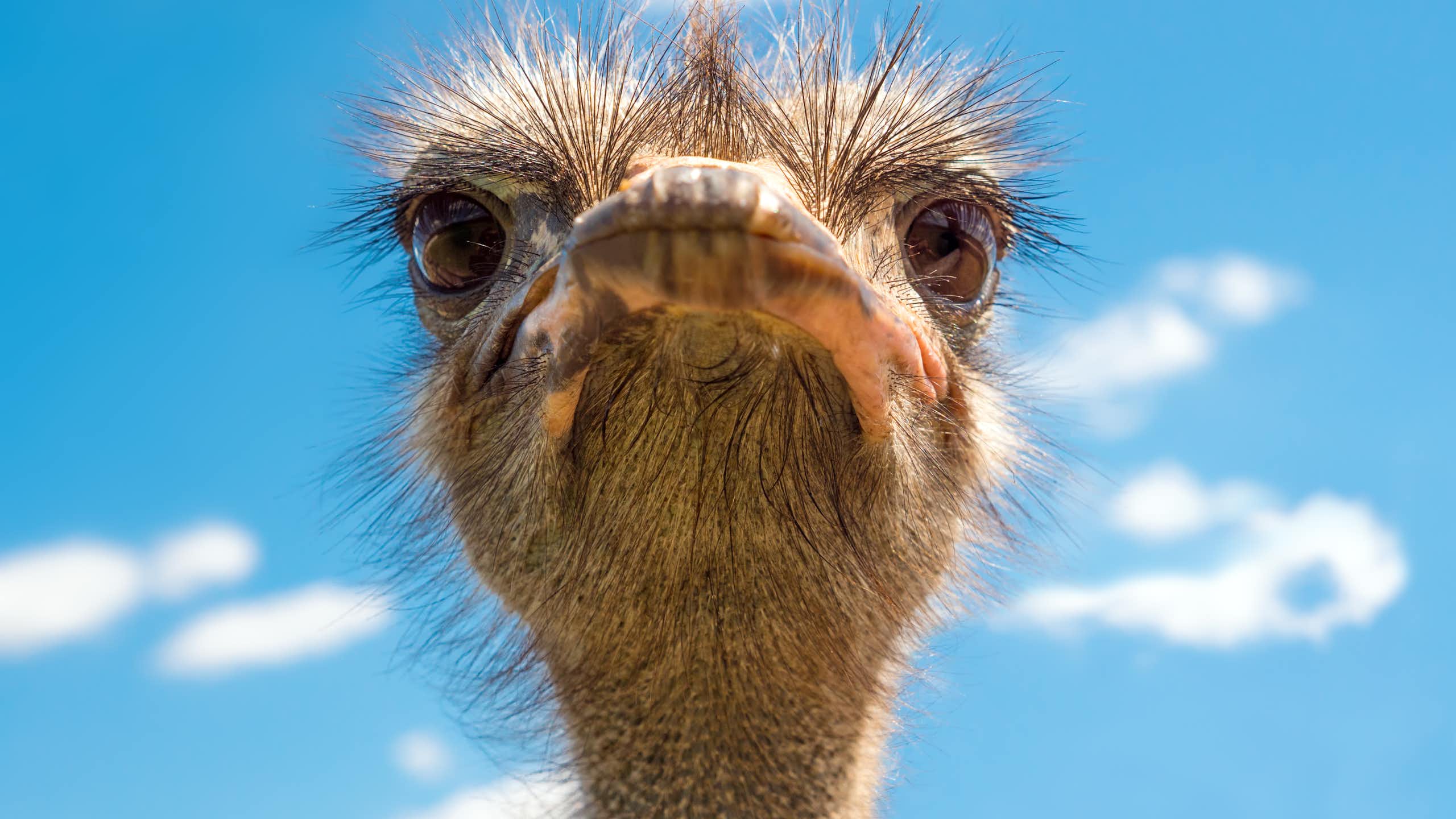 Close up of ostrich head