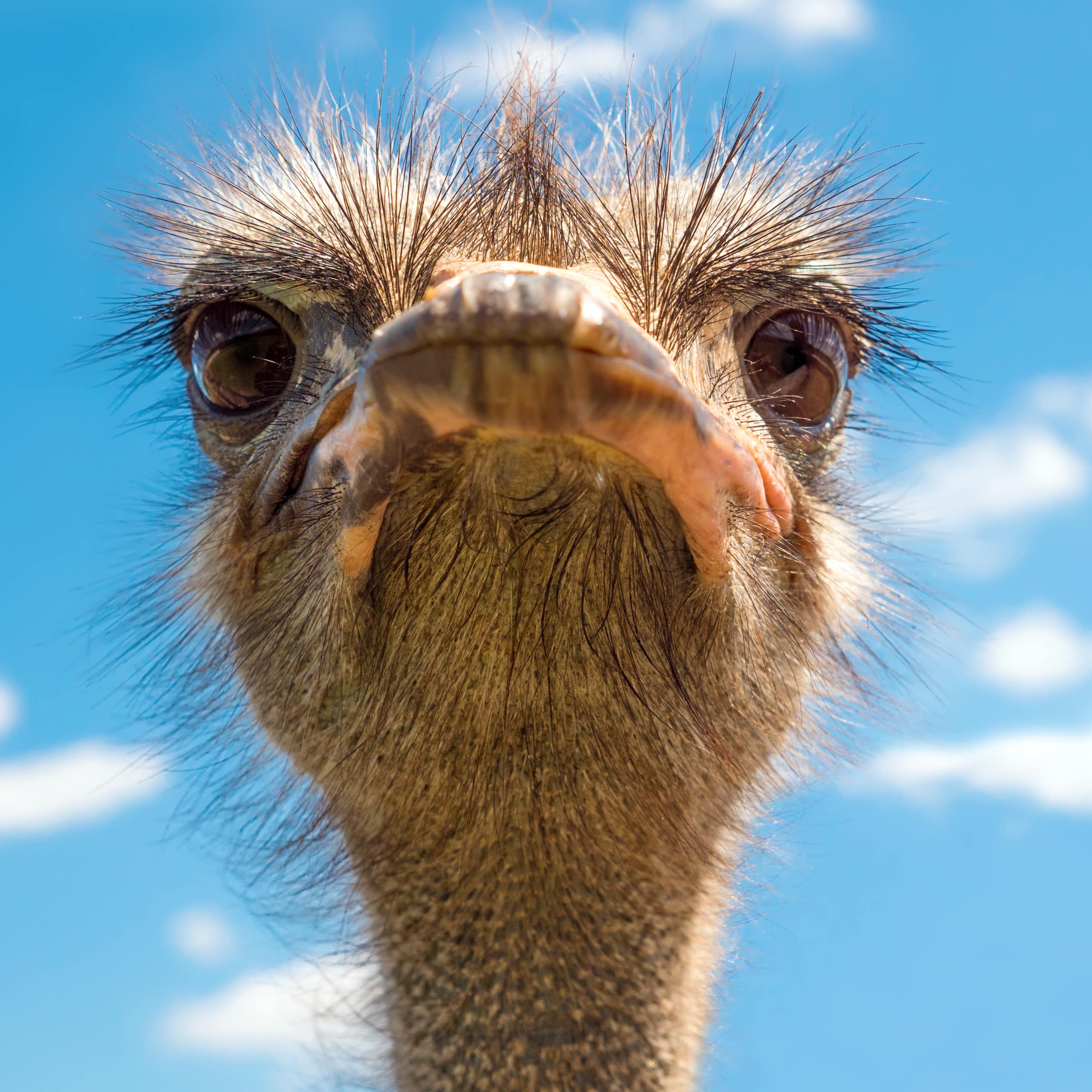 Close up of ostrich head