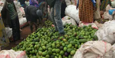 A man is standing on avocados to sort them, causing damage