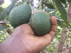 A hand holding two avocados that have been rejected for being the wrong size and having cracked skin