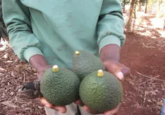 Three avocados that look the same with short stems that will be accepted to sell