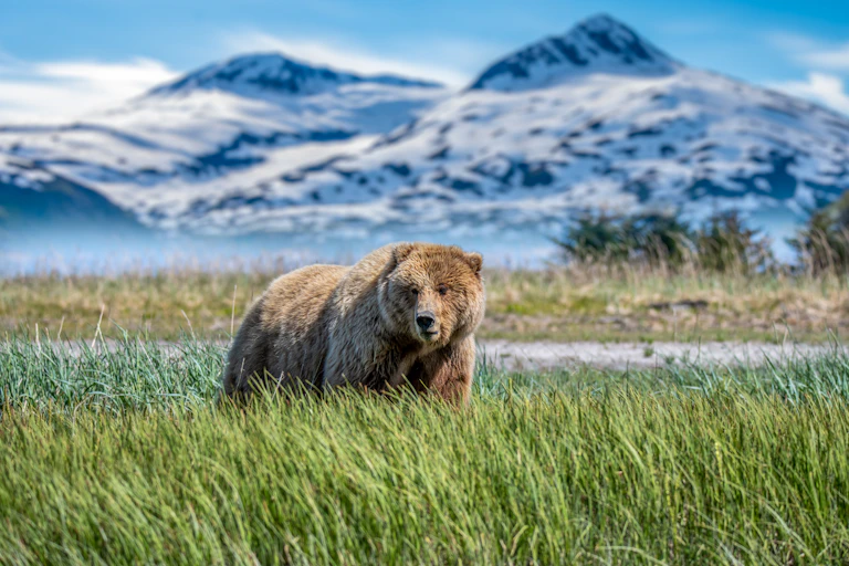 Grizzly bear
