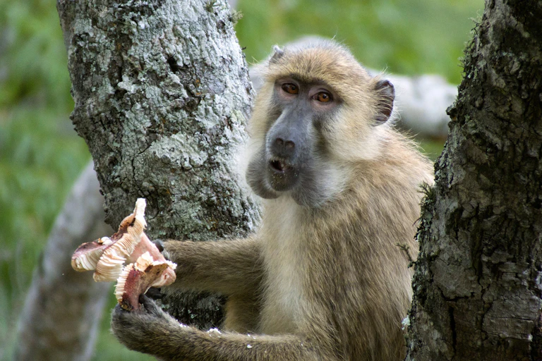 Baboon in a tree, holding a mushroom
