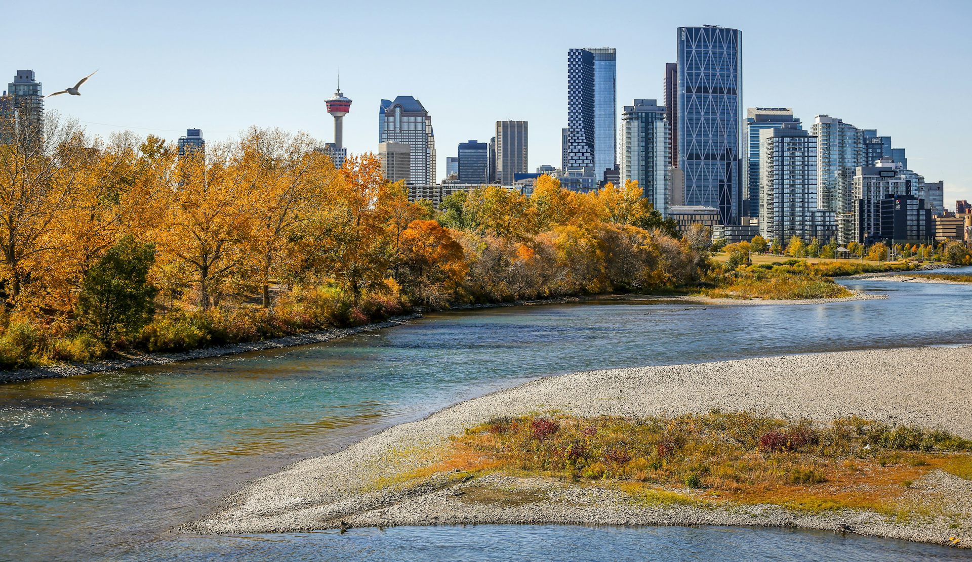 a view of a river with yellow trees on one of its banks, tall glass buildings can be seen in the background