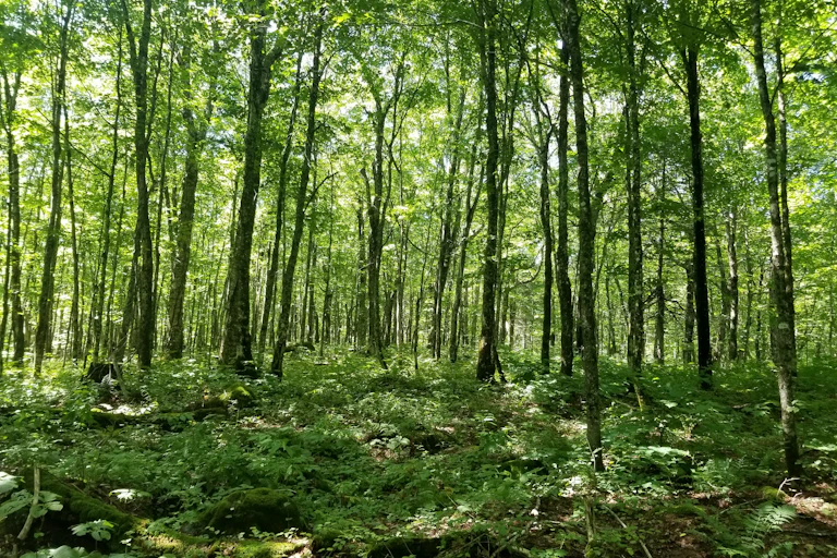 Forêt verdoyante