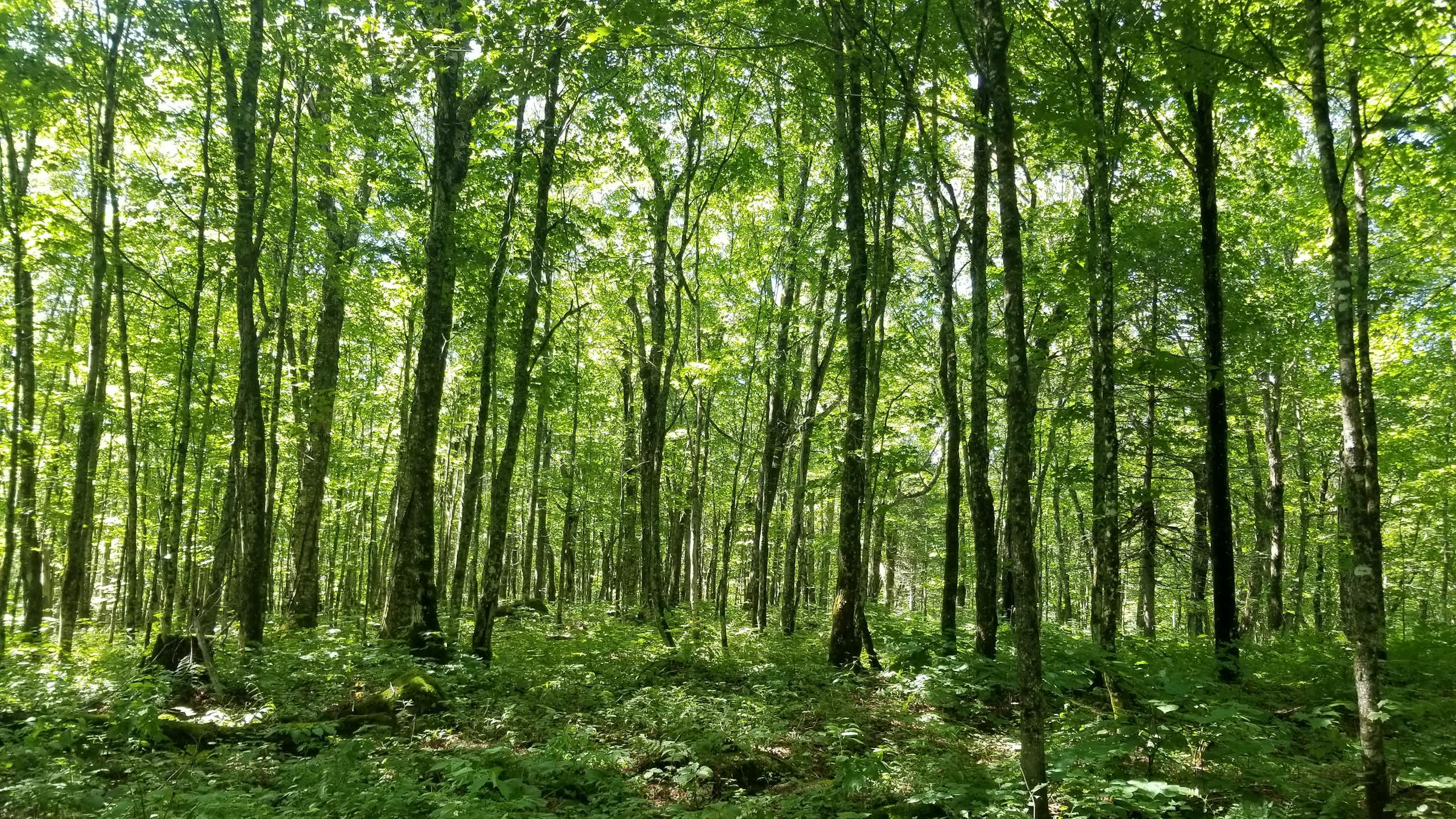 Forêt verdoyante