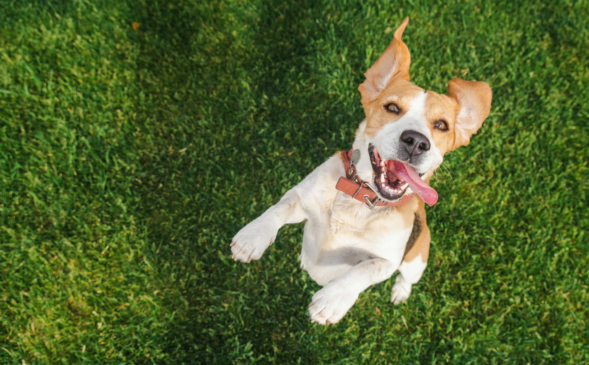 El debate sobre si usar o no sustancias psicodélicas para evitar que perros y otros animales sufran