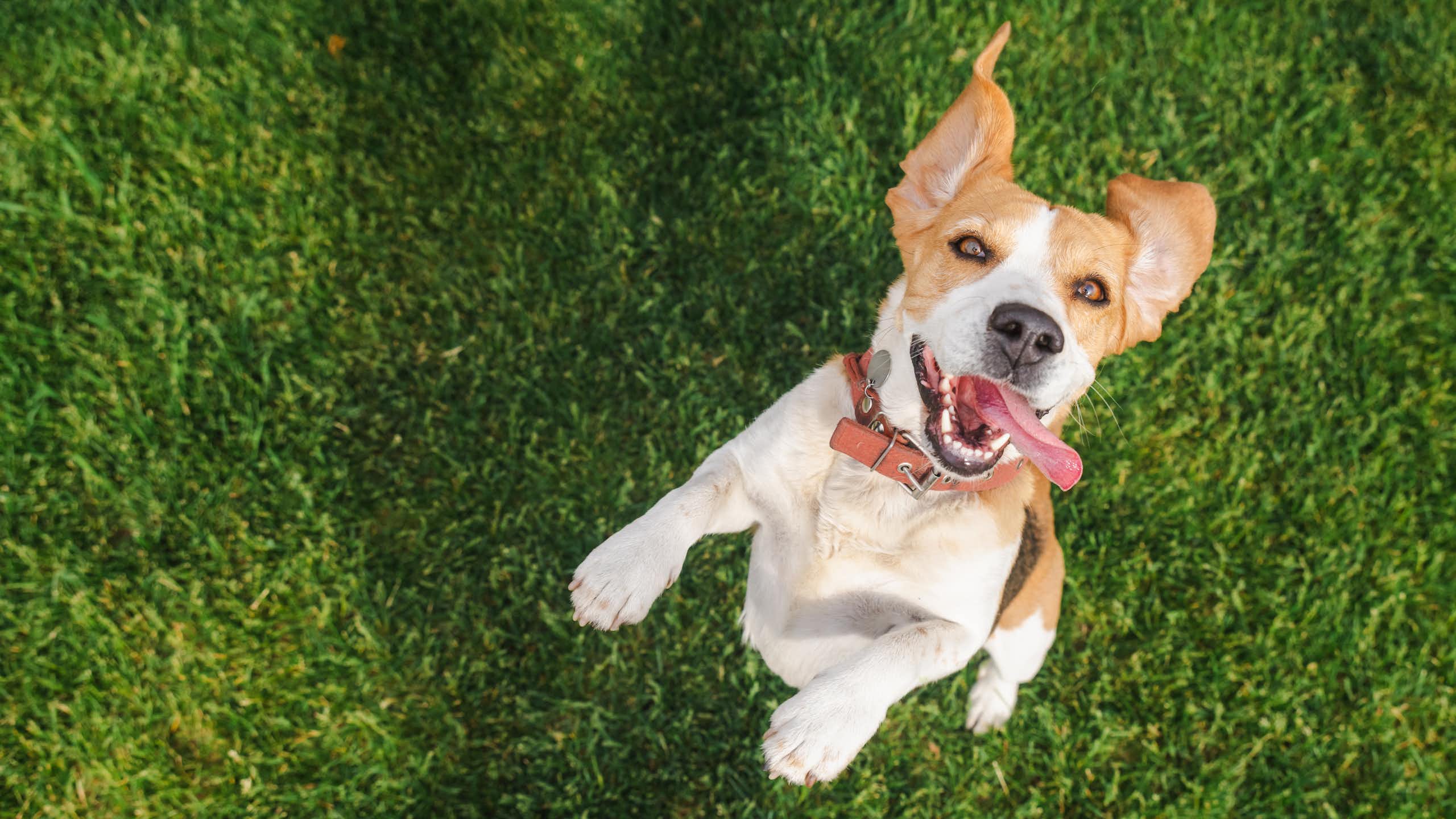El debate sobre si usar o no sustancias psicodélicas para evitar que perros y otros animales sufran