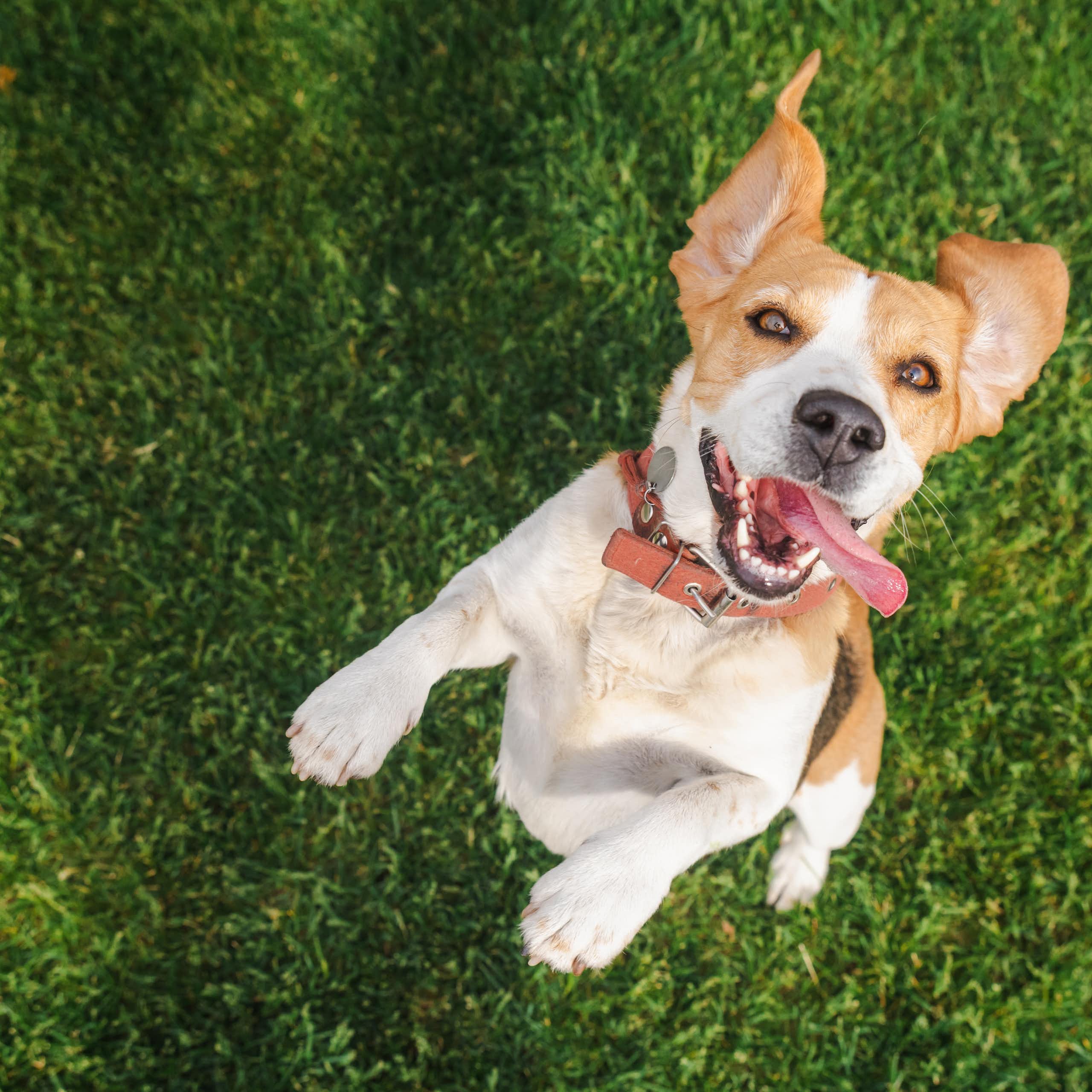 El debate sobre si usar o no sustancias psicodélicas para evitar que perros y otros animales sufran