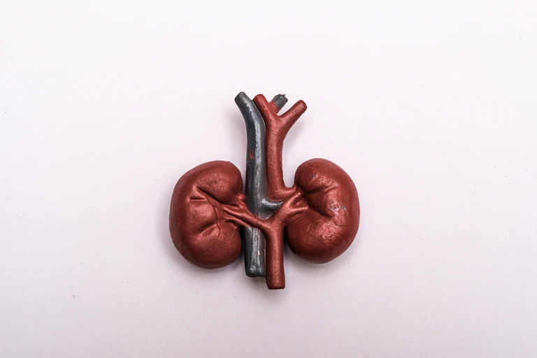 A model of human kidneys on a white background.