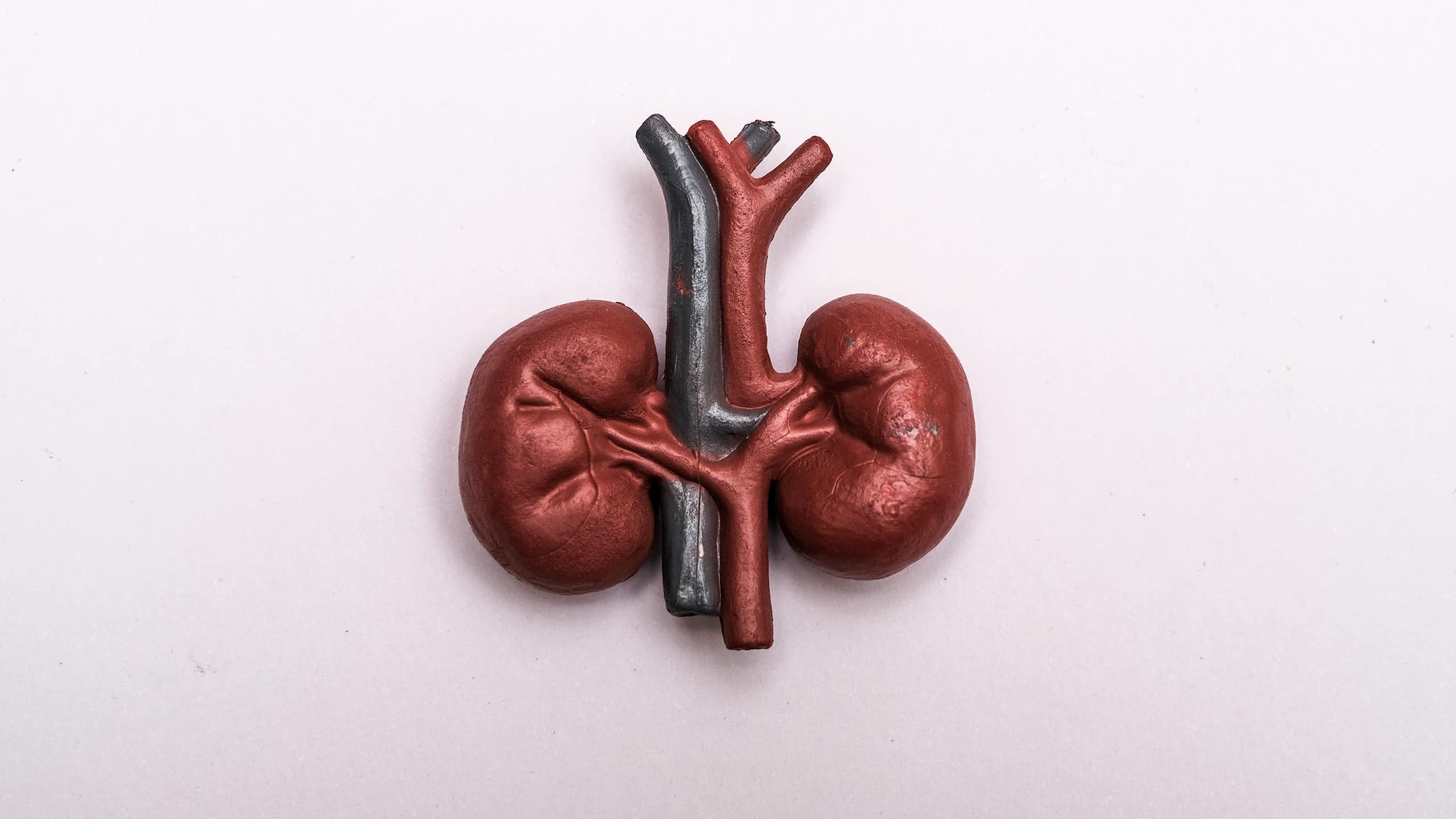A model of human kidneys on a white background.