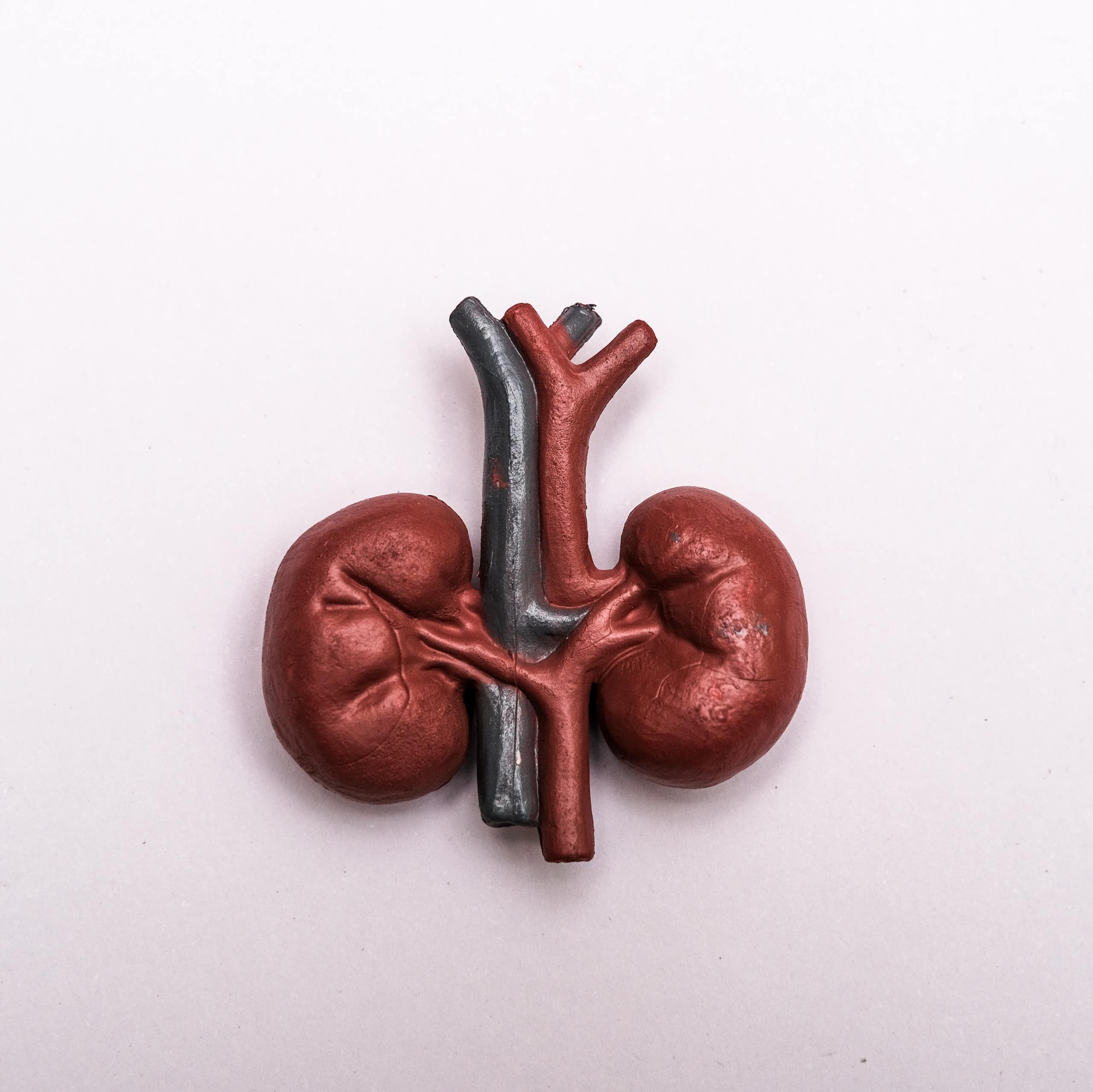 A model of human kidneys on a white background.