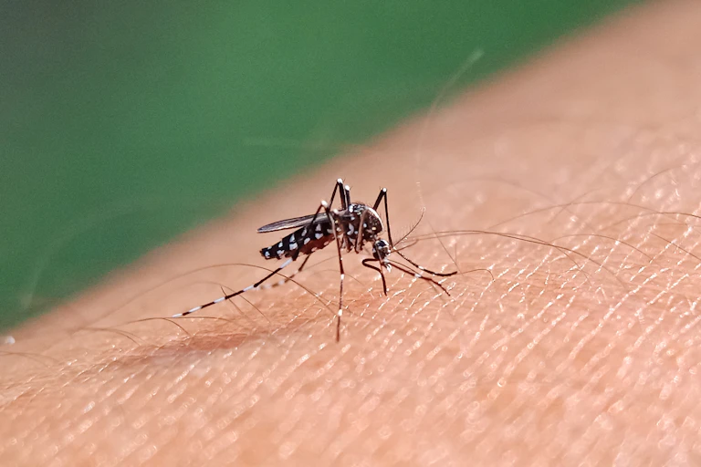 Mosquito on human skin.