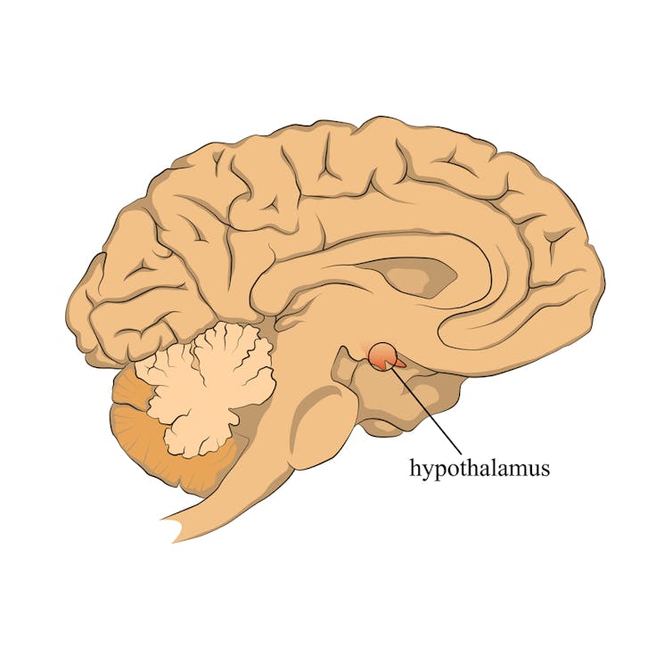 A drawing of a brain showing where the hypothalamus is located.