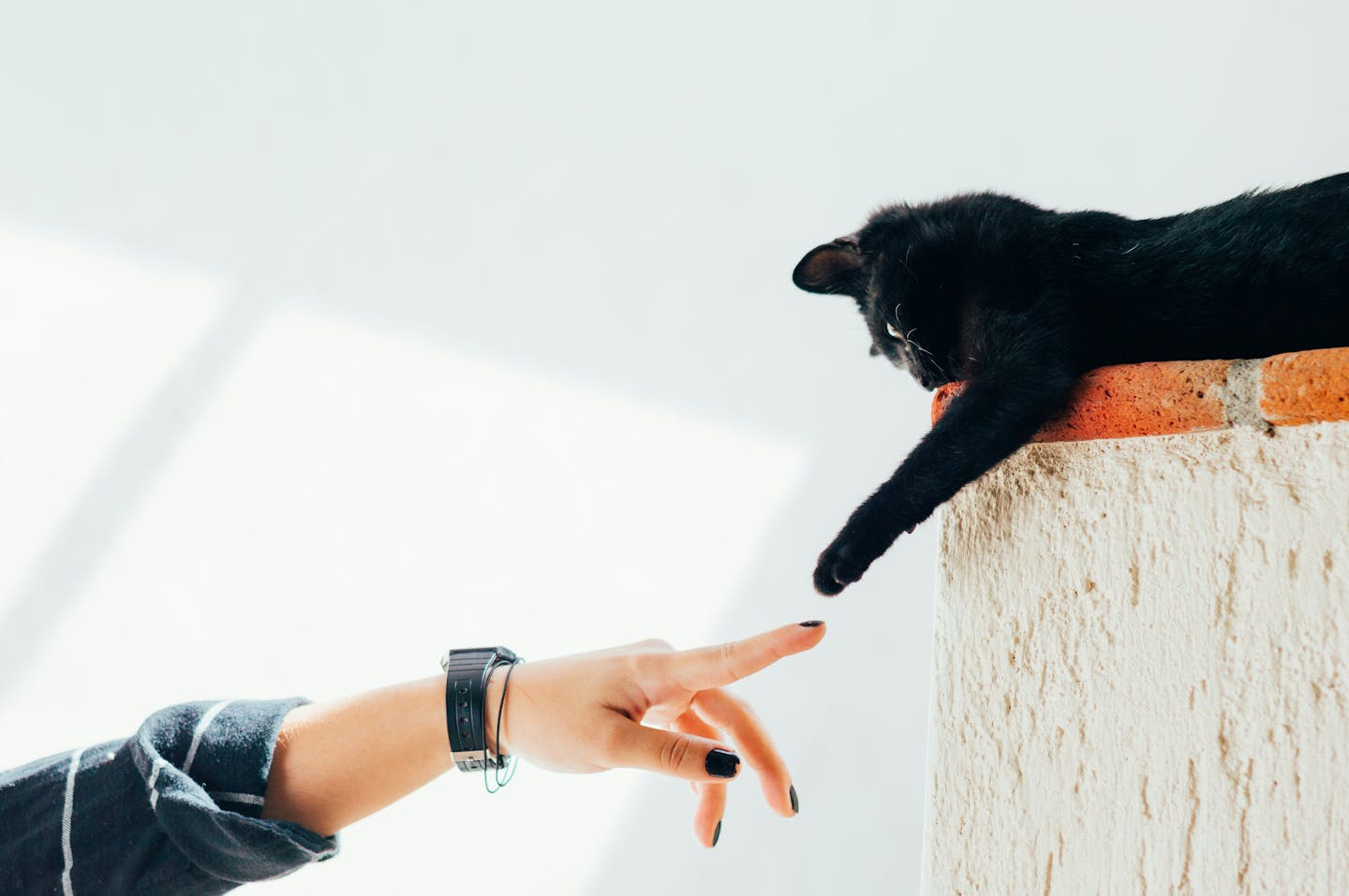 A black cat reaching a paw out towards the hand of a person out of frame.