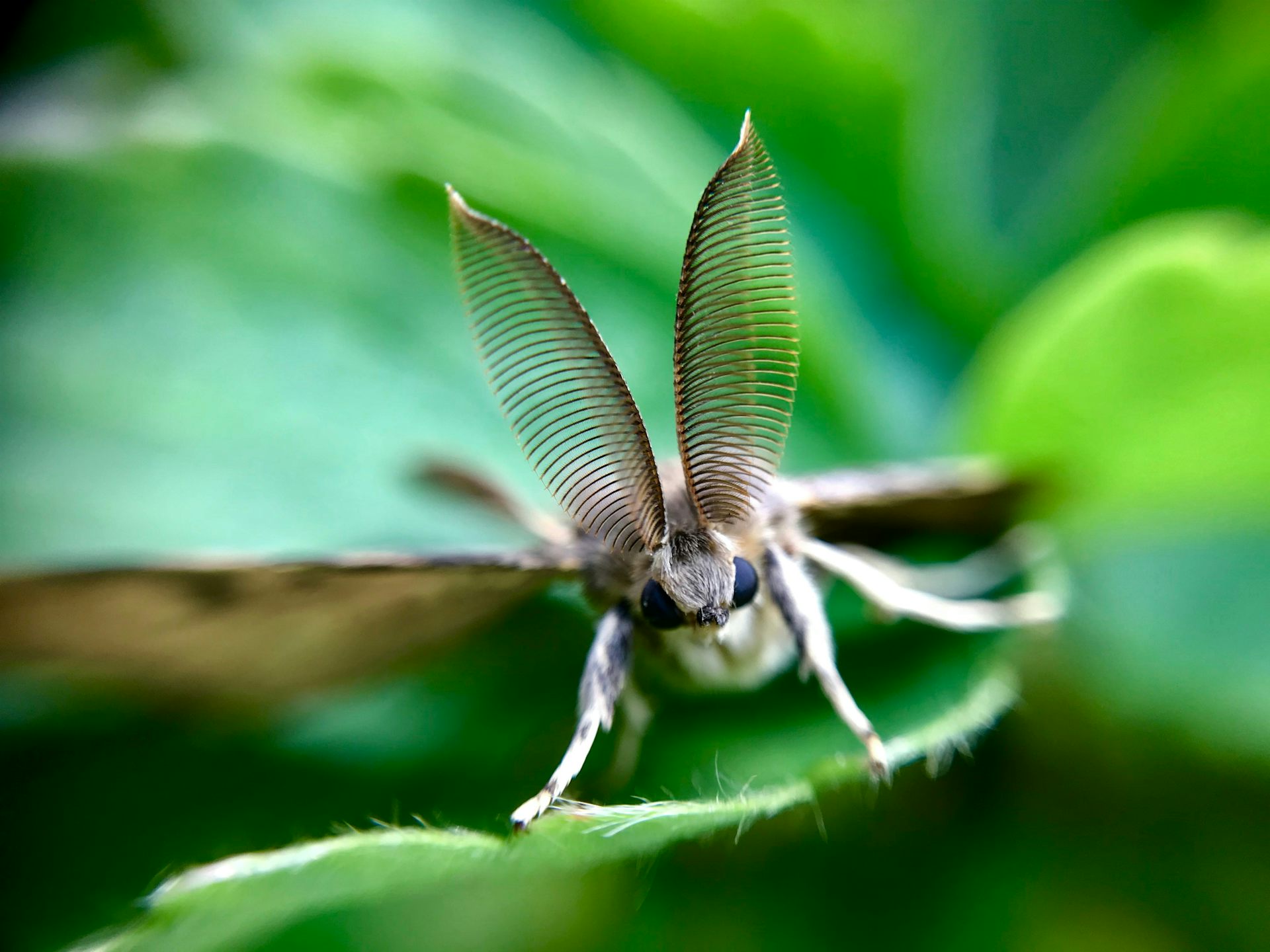Gros plan d'un papillon de nuit sur sur une feuille.