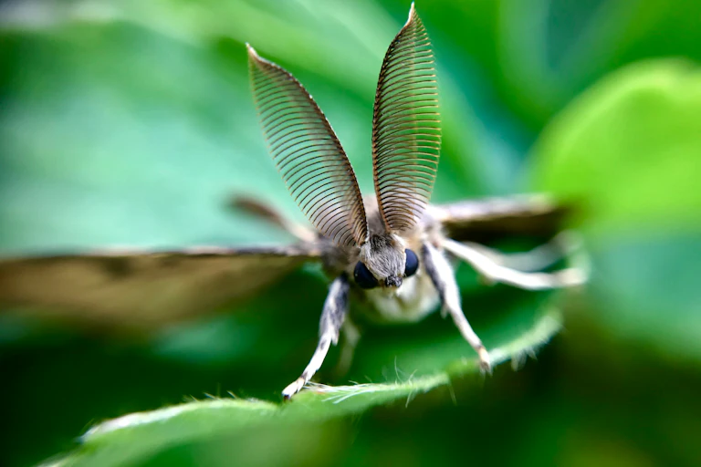 Gros plan d'un papillon de nuit sur sur une feuille.
