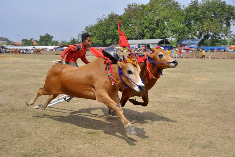 Sapi Madura