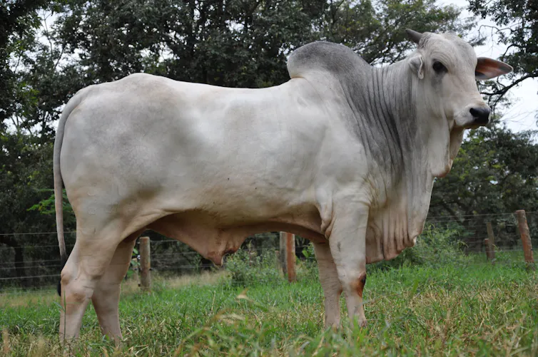 sapi domestik