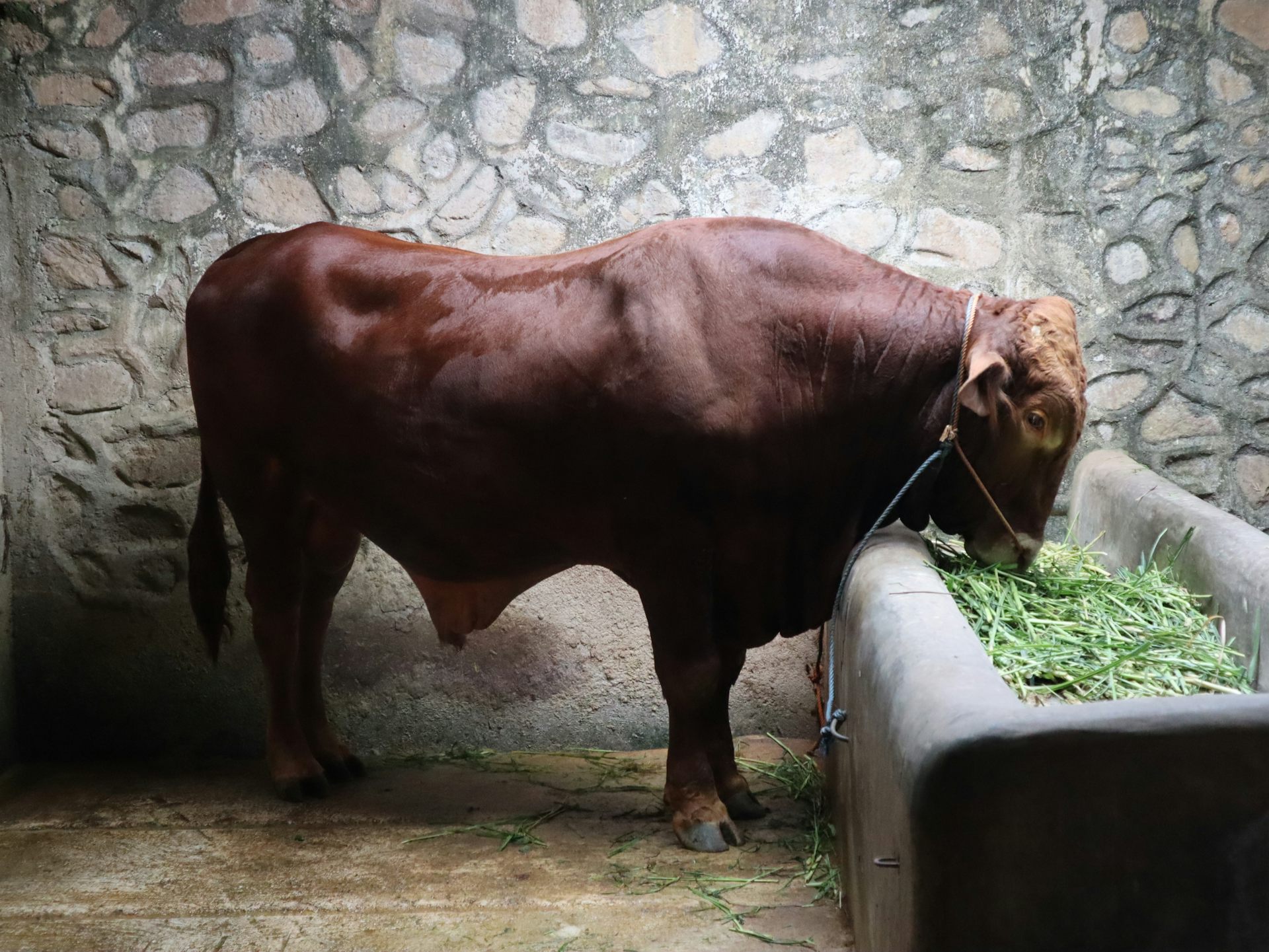 sapi domestik