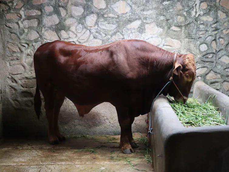 sapi domestik