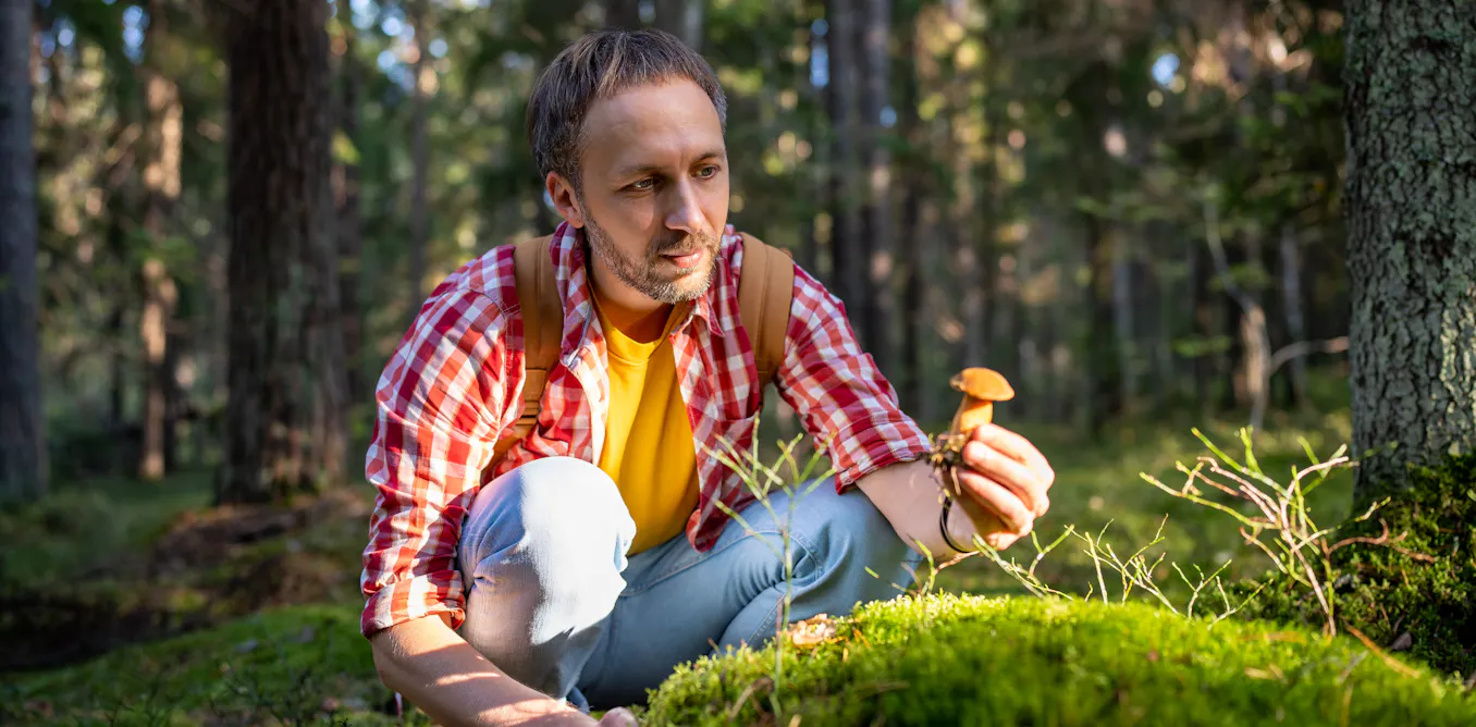 Pour la cueillette des champignons, ne vous fiez pas aux applis pour les identifier Pour la cueillette des champignons, ne vous fiez pas aux applis pour les identifier