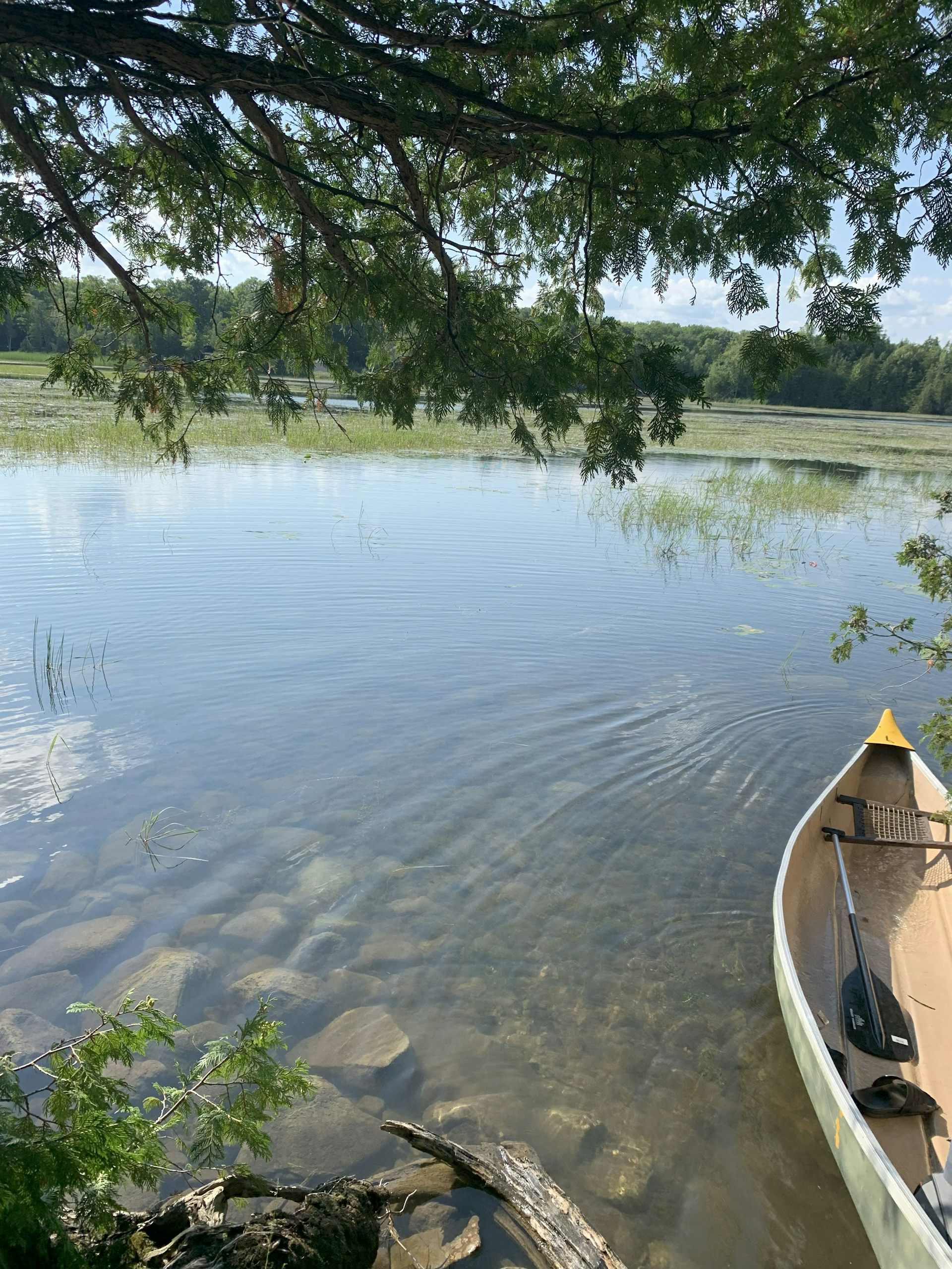 Canino sentarse en el agua.