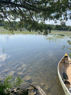Canino sentarse en el agua.