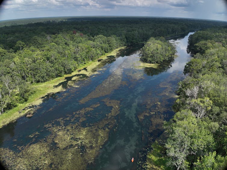 Agua limpia y dulce con árboles verdes en ambos lados