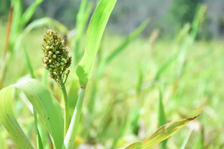 millet growing green in field, close up