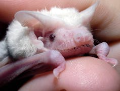 A small pale microbat is held by two fingers