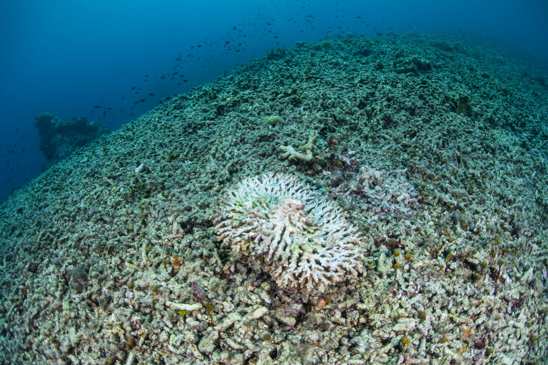 kerusakan terumbu karang