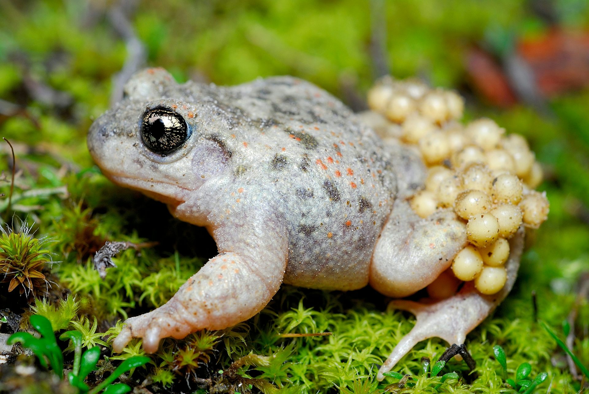 White toad with grey splodges carrying eggs on the back on his legs