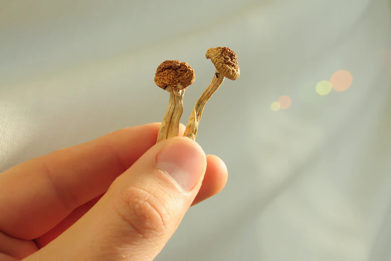 A hand holding two desiccated magic mushrooms.