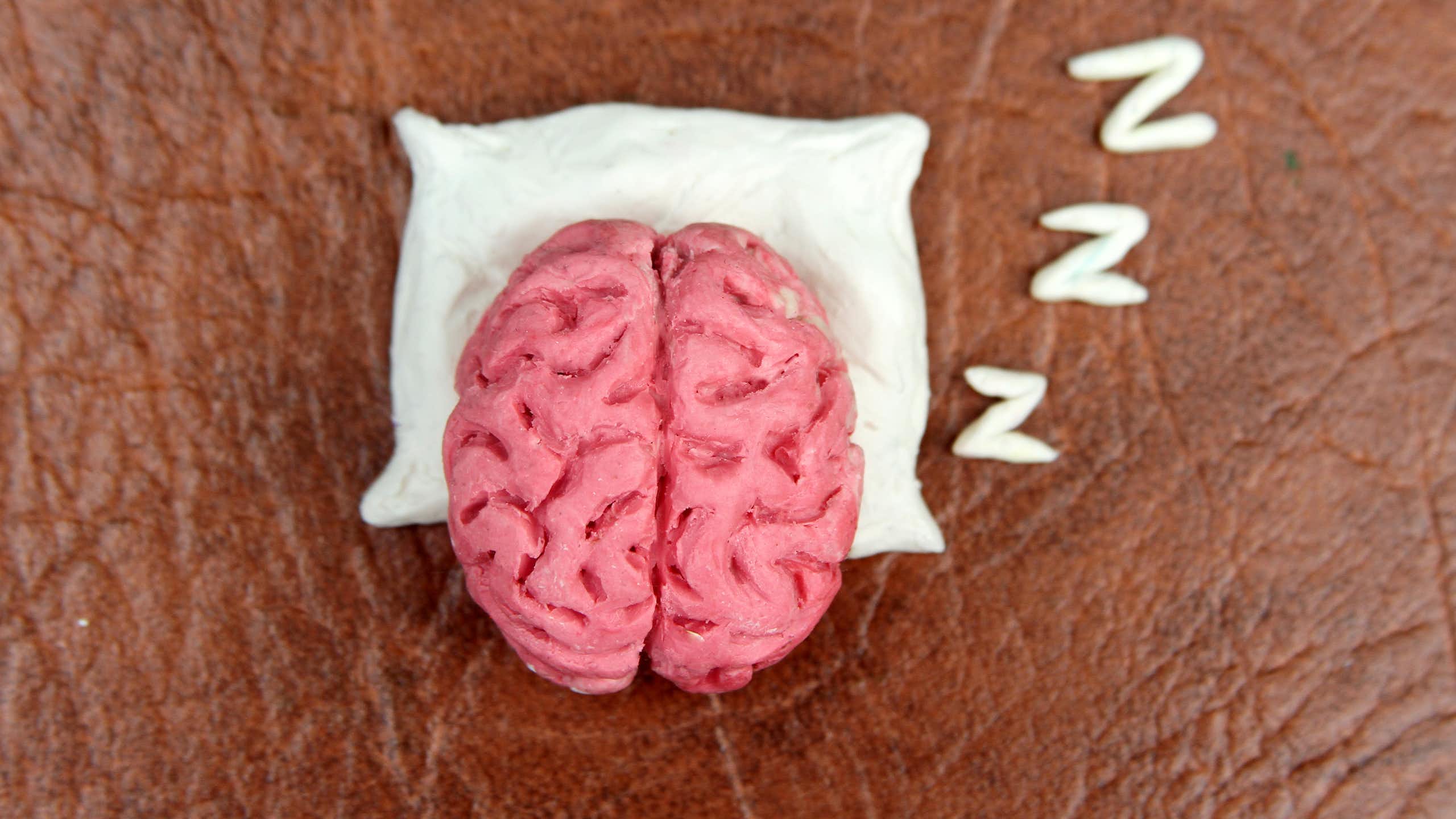 Model of a brain on a pillow with some zeds rising from it.