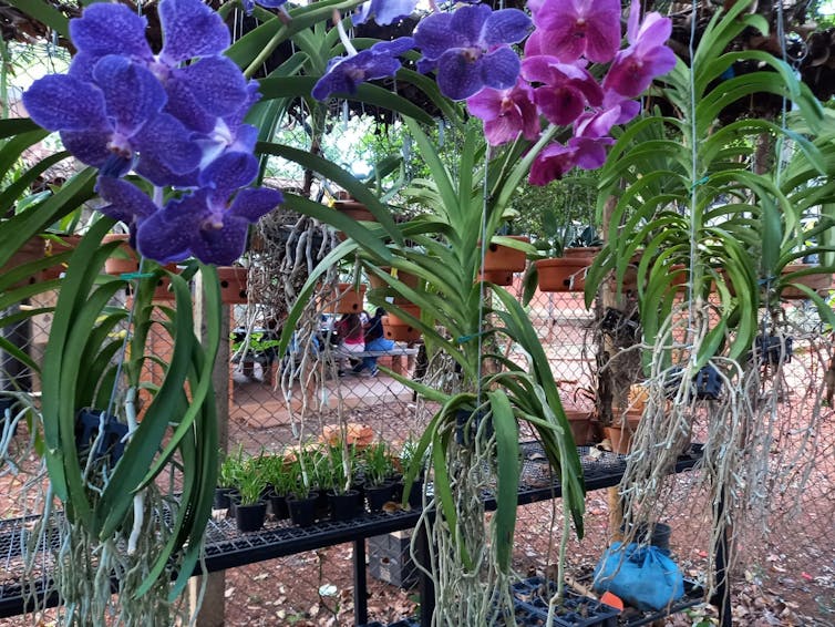 Foto mostra orquídeas com suas folhagens