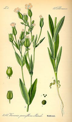 Botanical illustration of Vaccaria plant