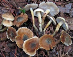 Mushrooms on brown leaves