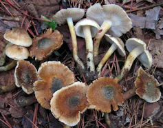 Mushrooms on brown leaves