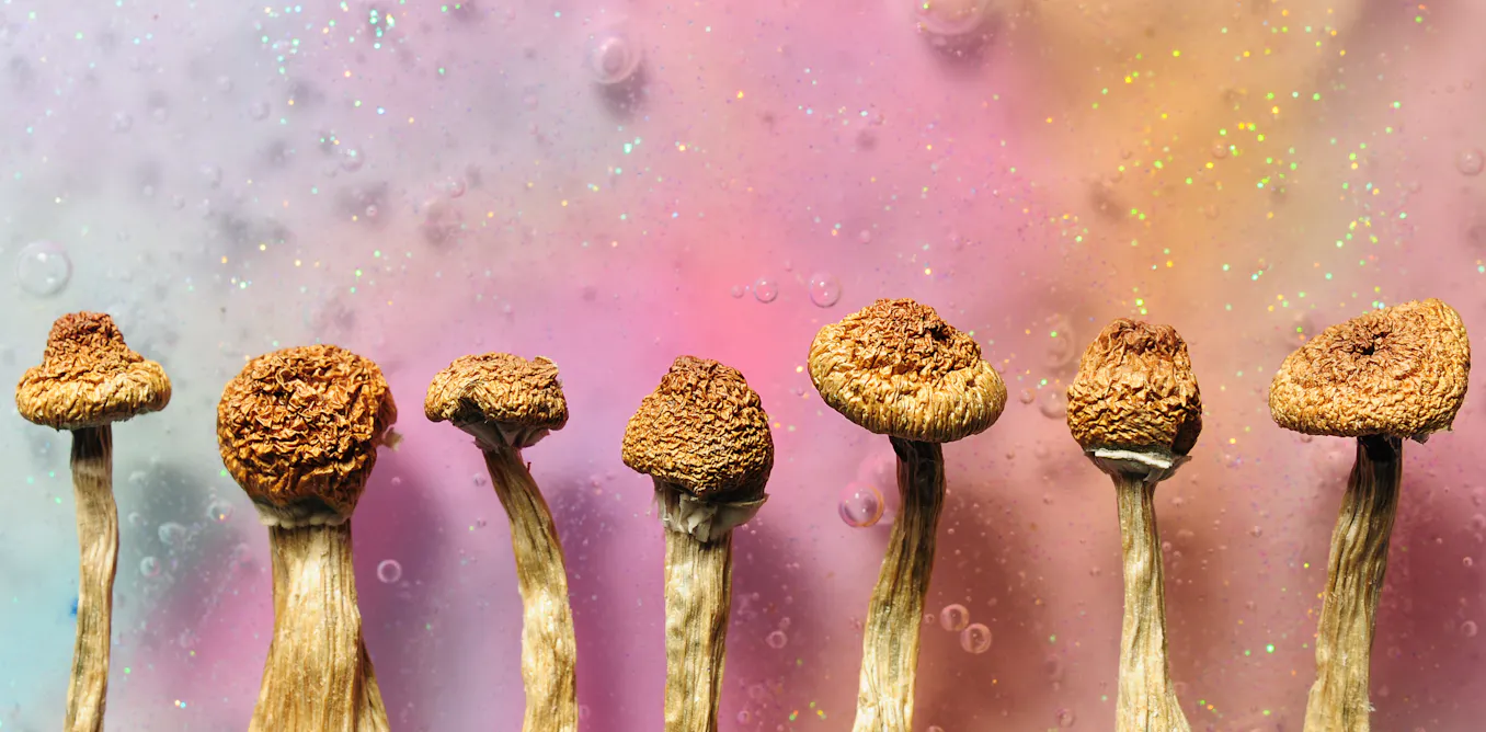 How different mushrooms learned the same psychedelic trick