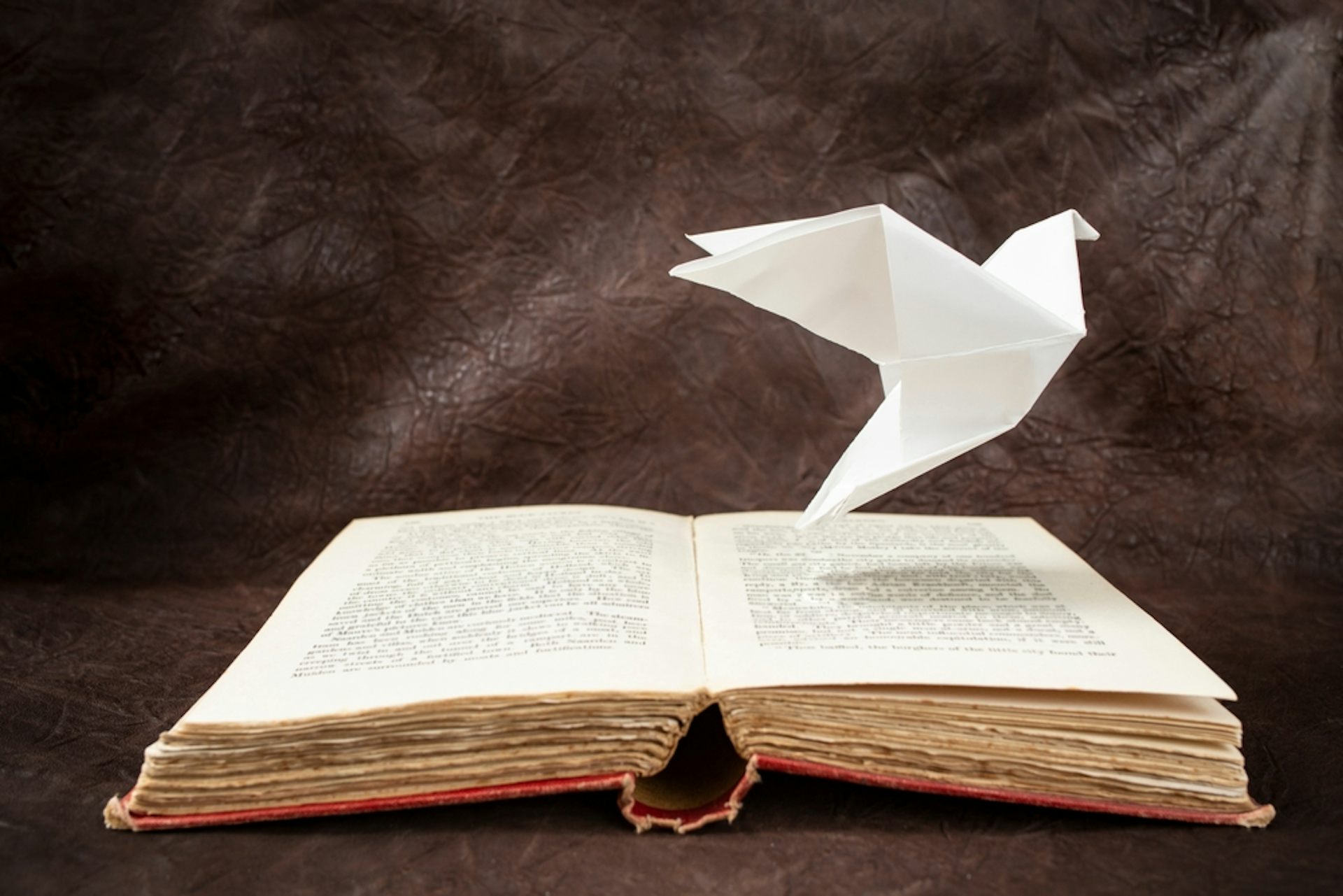 Pigeon above the book