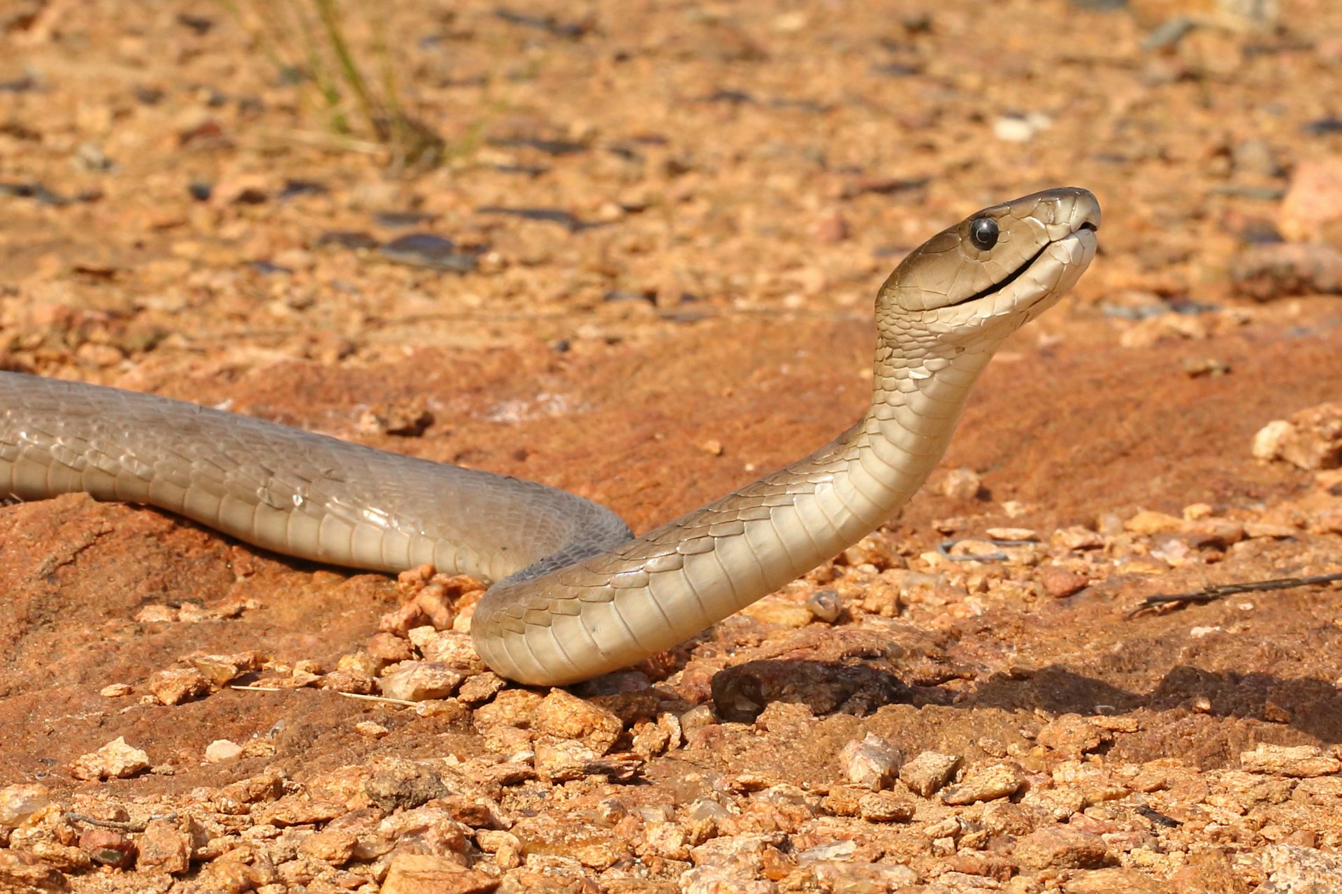 Greyish snake on a sandy surface, with its head raised