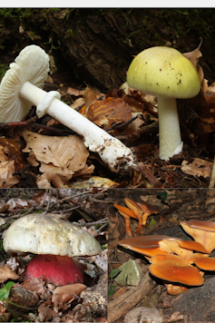 Composition de trois espèces de champignons toxiques