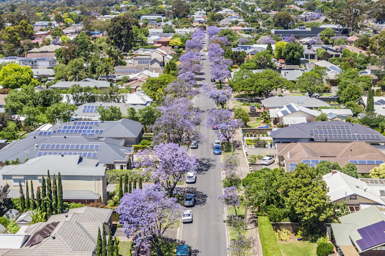 tree-lined street with many houses with solar on rooftops.