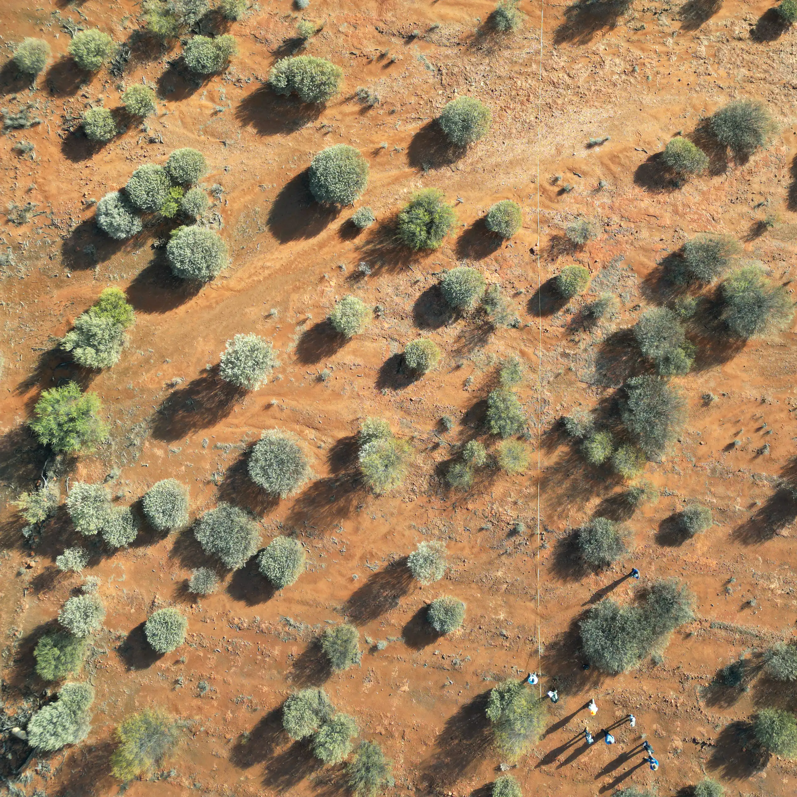 aerial photo of trees regrowing in dry inland area.